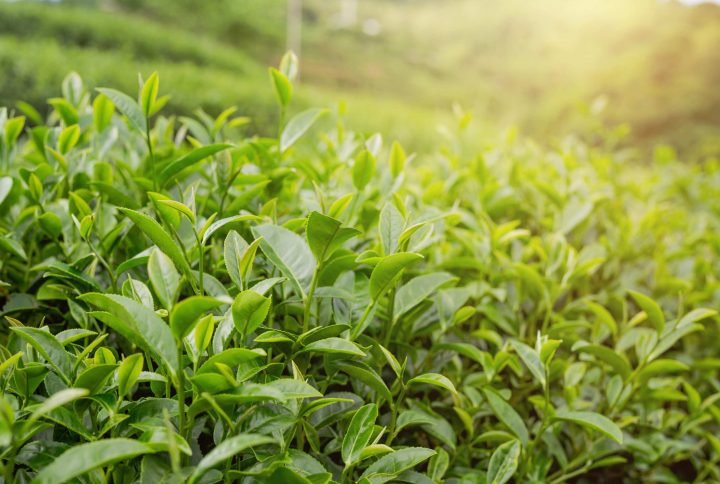 The Benefit of Drinking Chamomile Tea